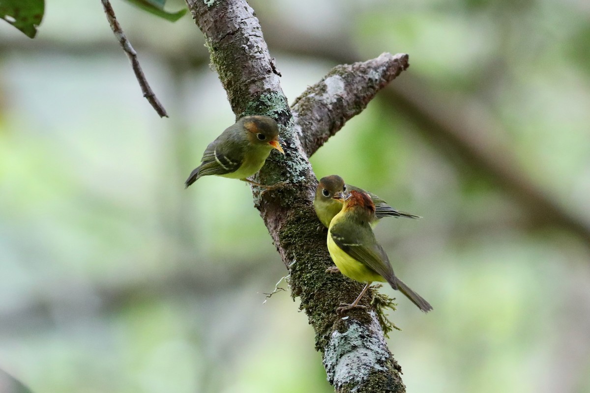 Yellow-breasted Warbler - ML139739881