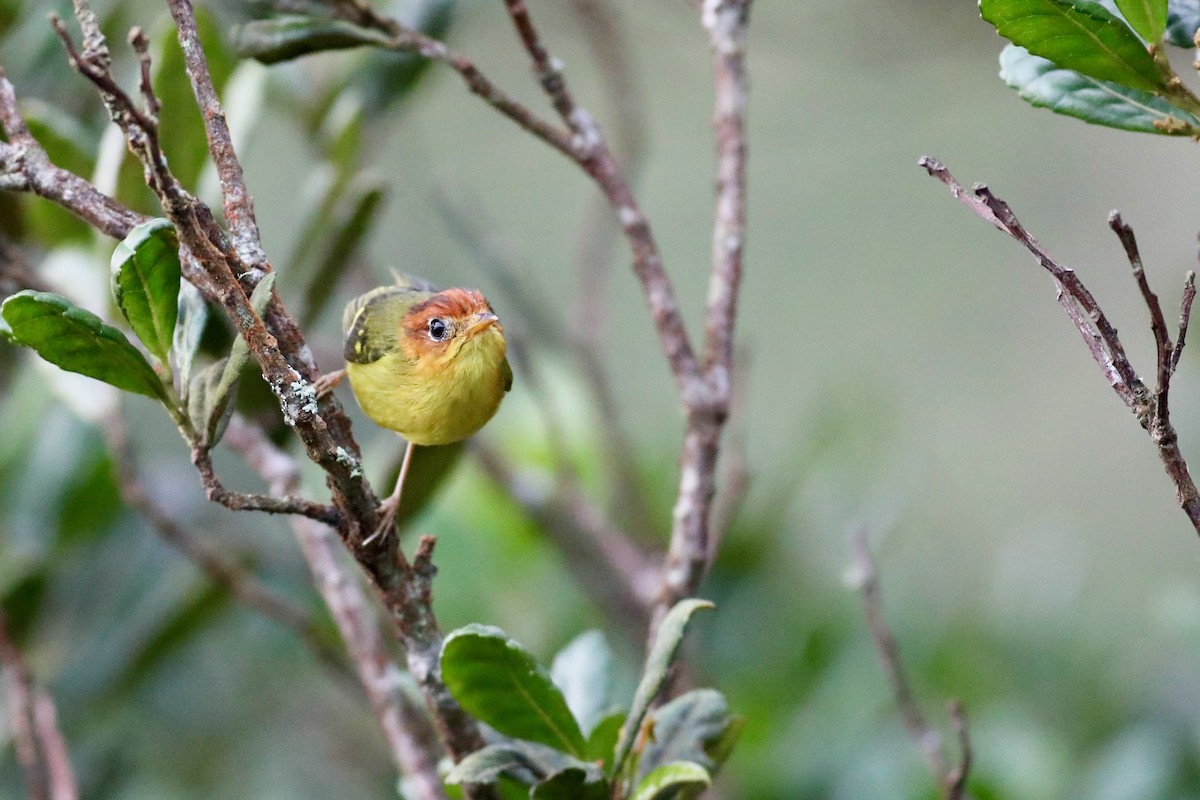 Yellow-breasted Warbler - ML139740451