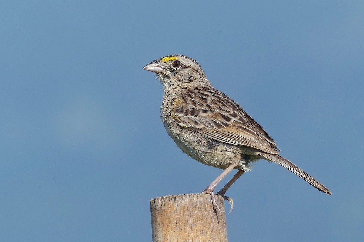 Grassland Sparrow - ML139740861
