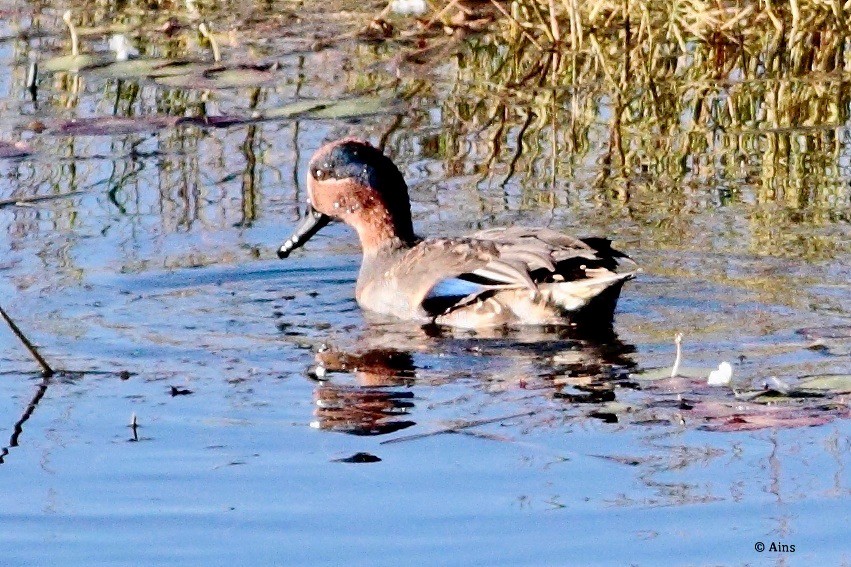 Green-winged Teal - ML139742071