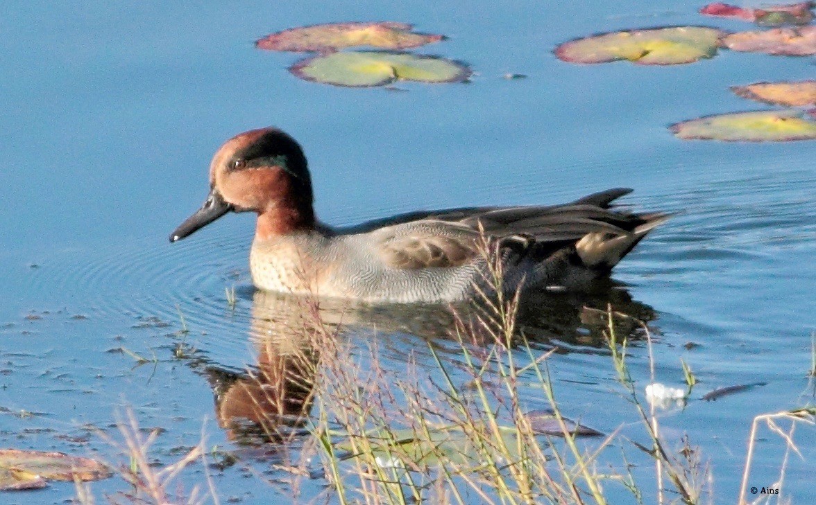 Green-winged Teal - ML139742081