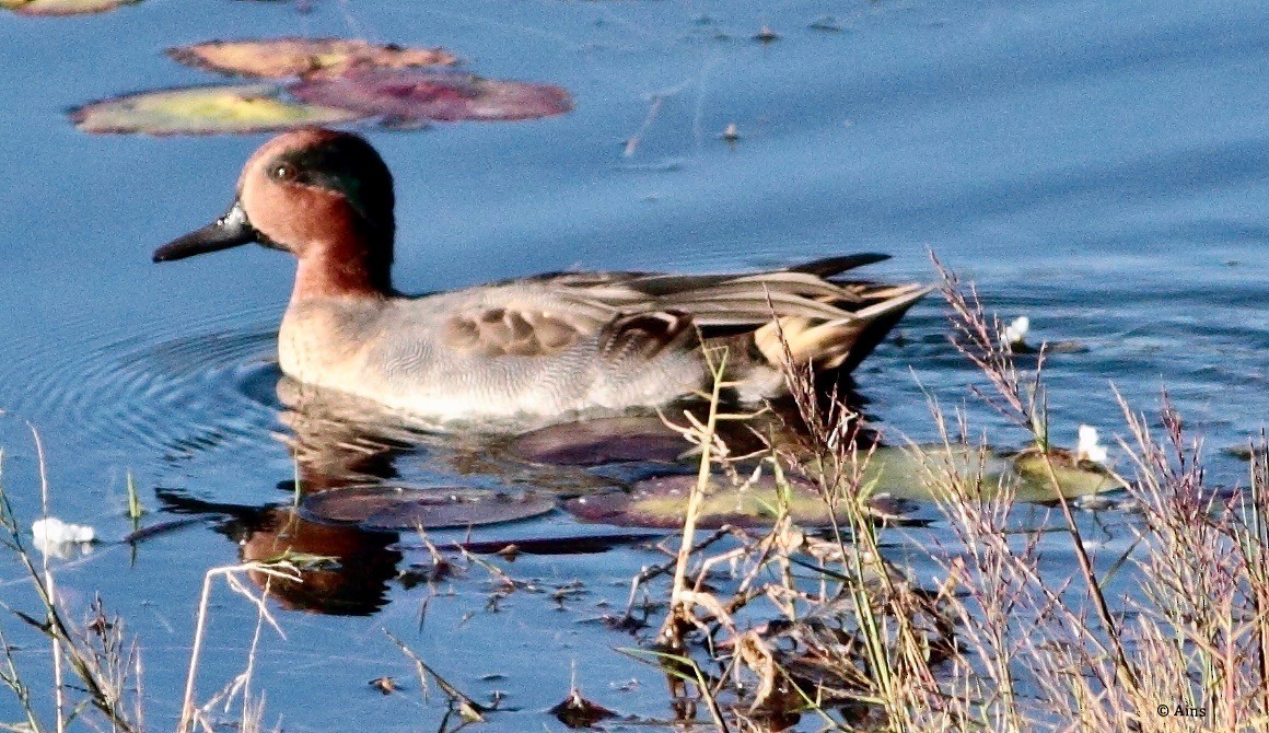 Green-winged Teal - ML139742091
