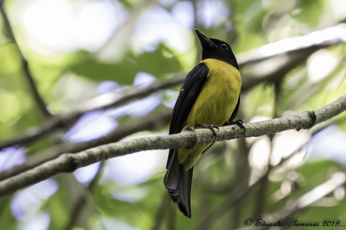 Black-throated Shrike-Tanager - Jorge Eduardo Ruano