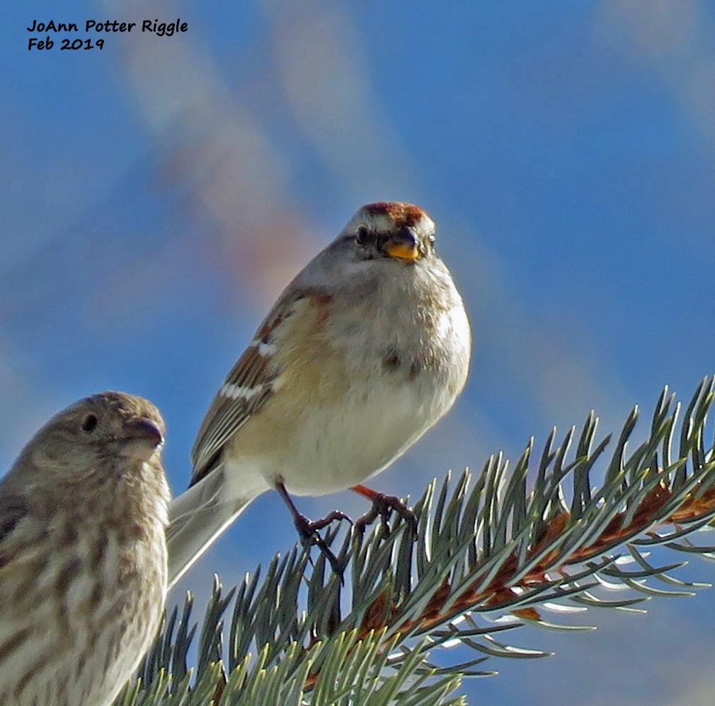 American Tree Sparrow - ML139742541