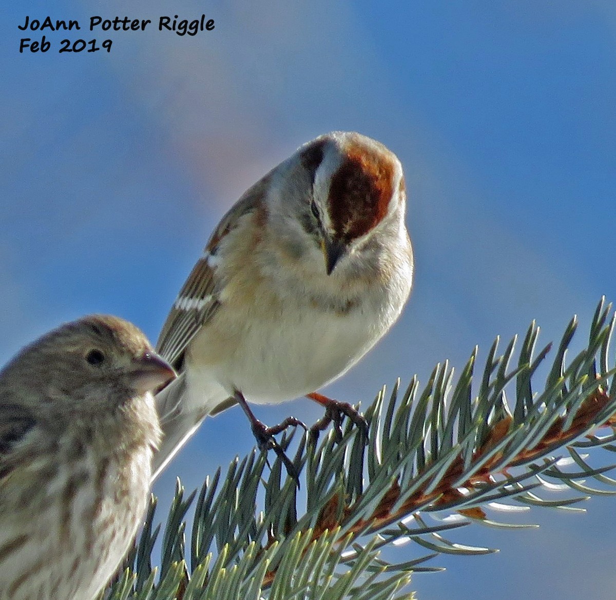 American Tree Sparrow - ML139742581