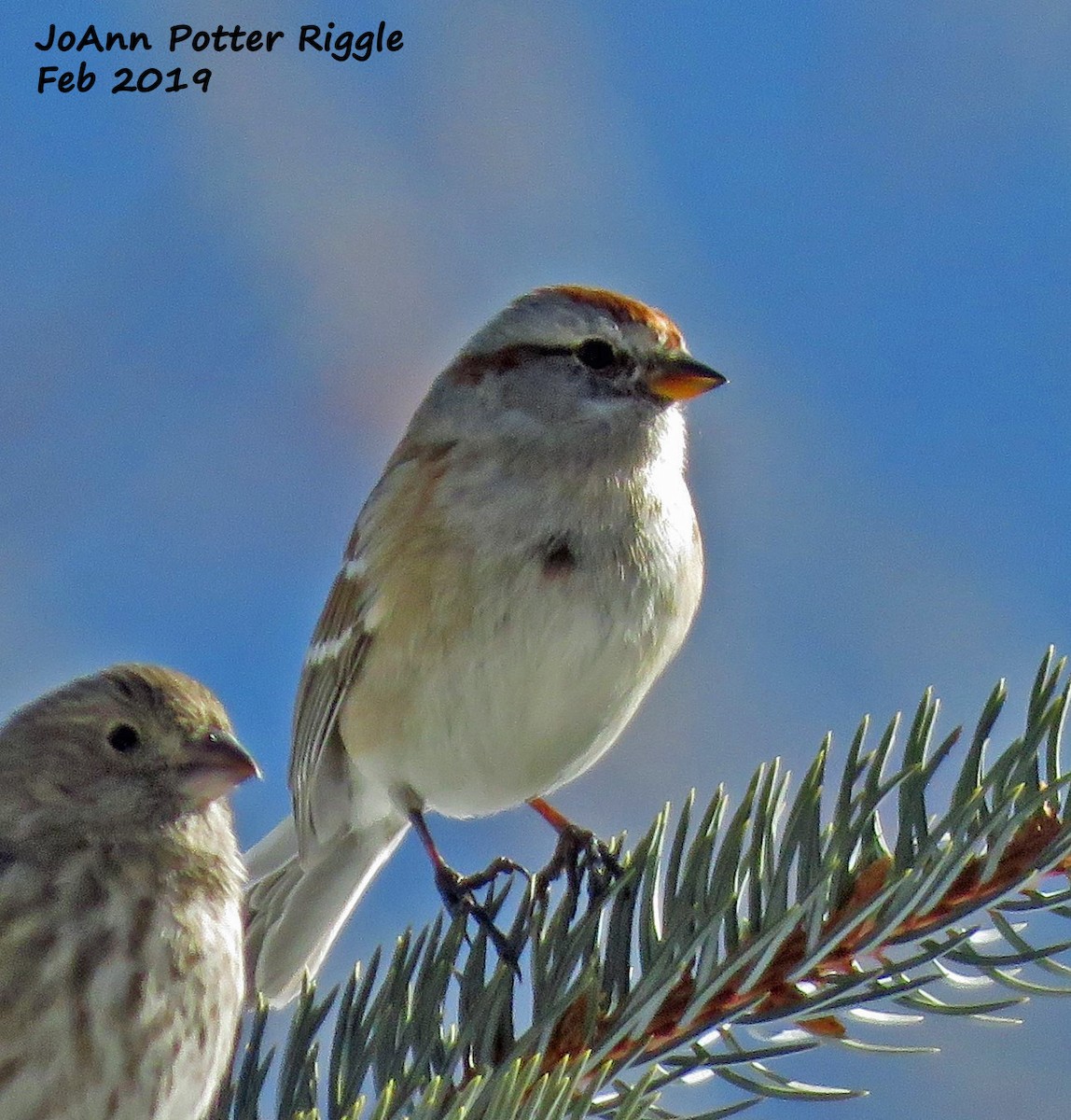 American Tree Sparrow - ML139742591