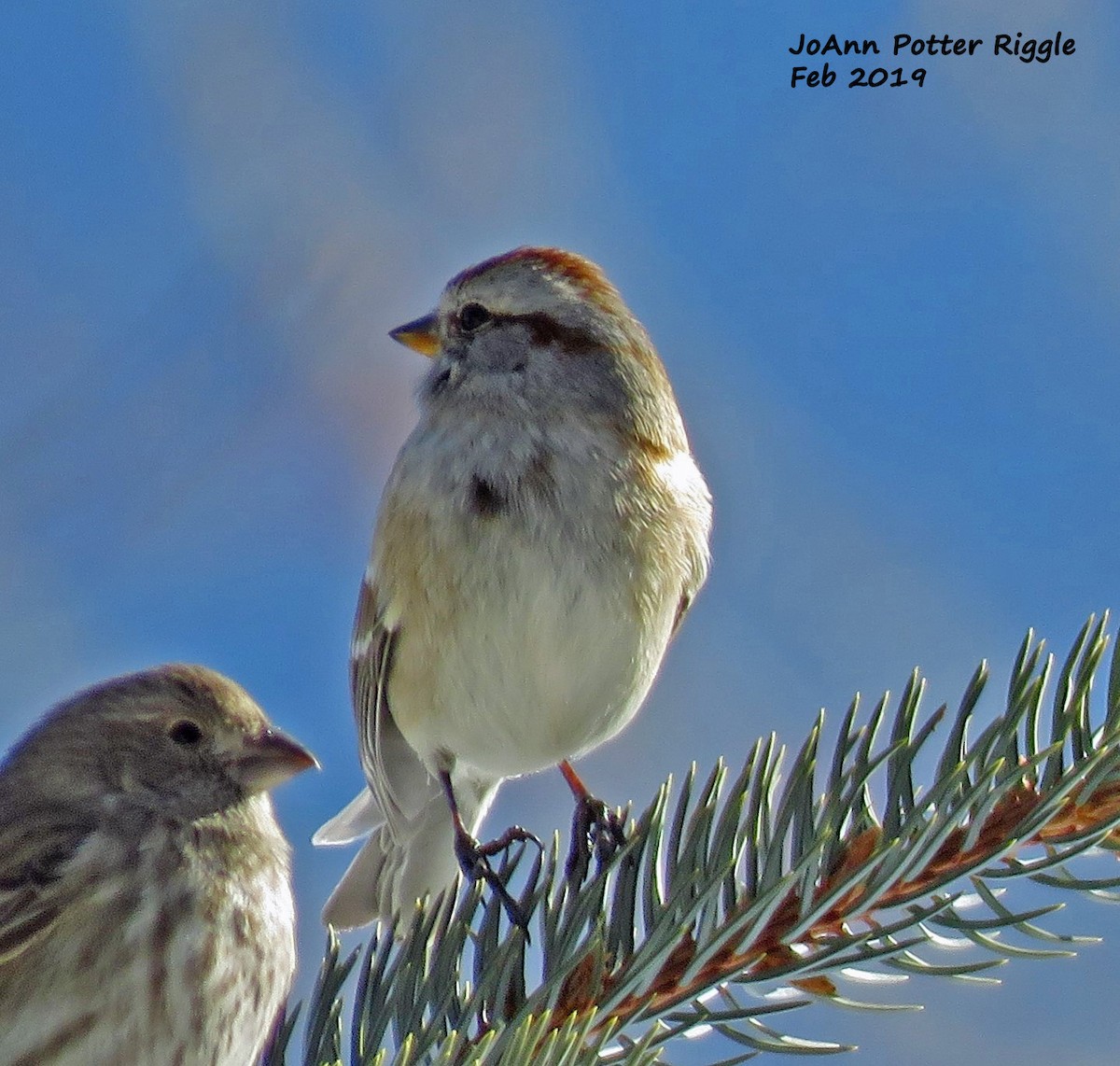 American Tree Sparrow - JoAnn Potter Riggle 🦤