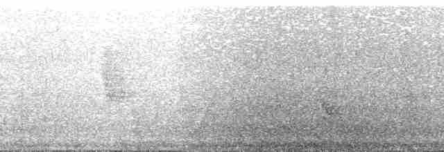 Méliphage de Kandavu - ML139743