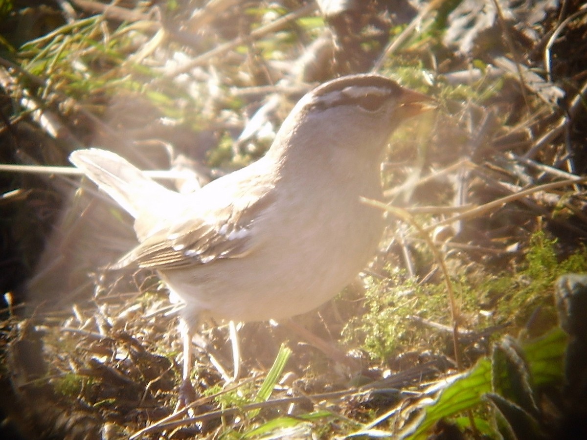 White-crowned Sparrow - Steve Patmore