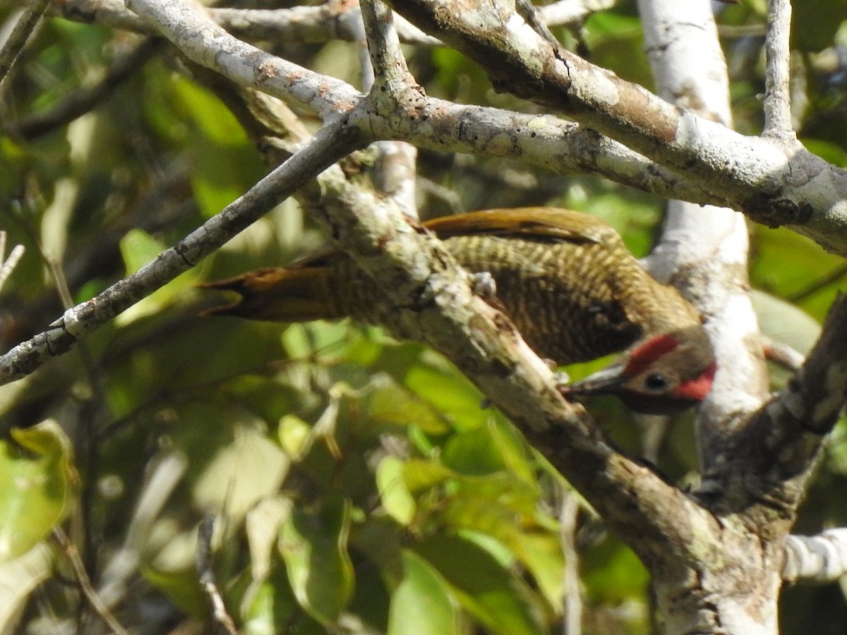 Golden-olive Woodpecker - Joana De Rivero