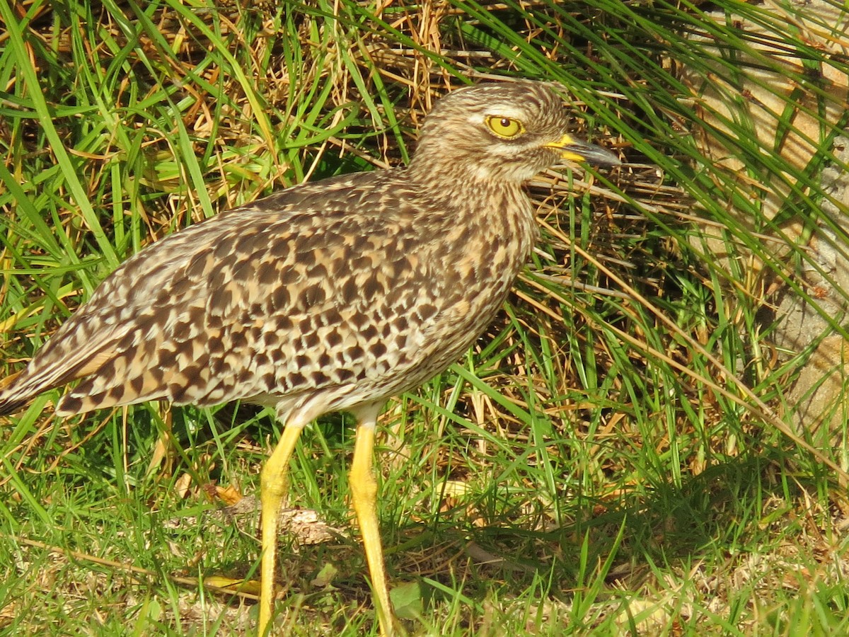 Spotted Thick-knee - Daniel Leger