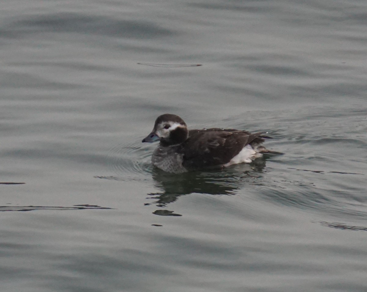 Long-tailed Duck - ML139745991