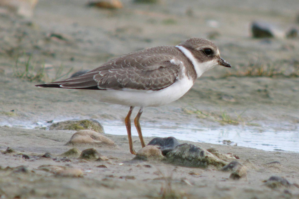 Semipalmated Plover - ML139746331