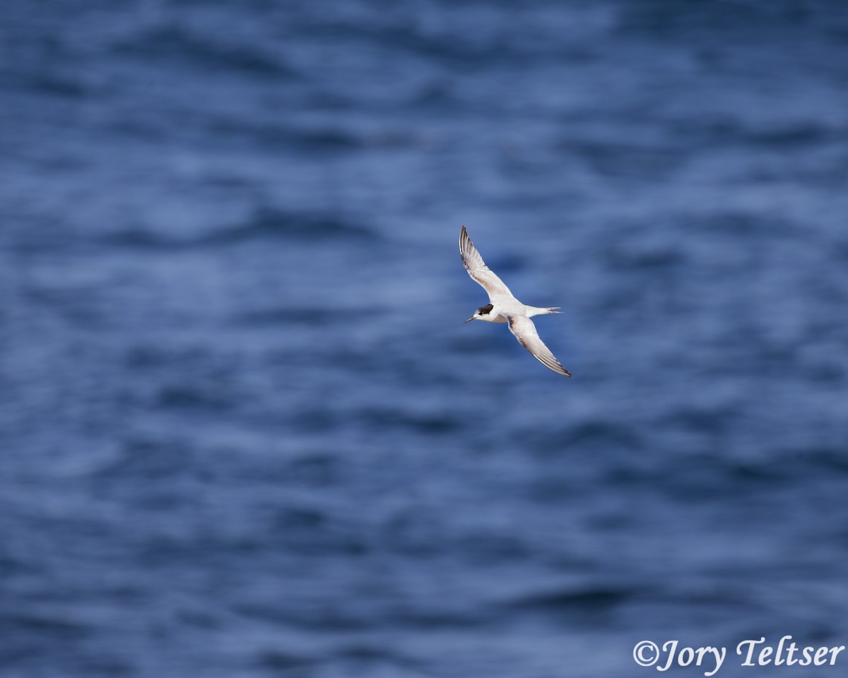 White-fronted Tern - ML139747691