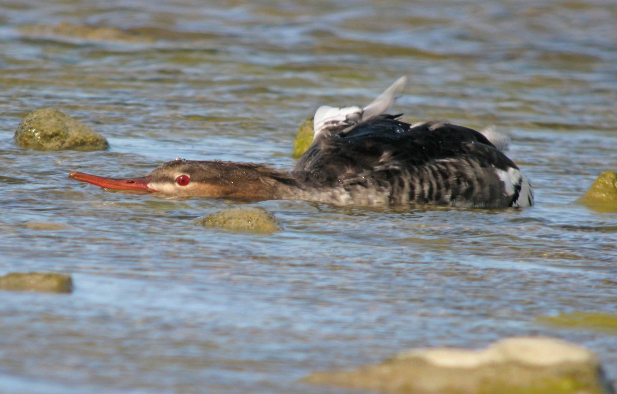 Red-breasted Merganser - Jean Iron