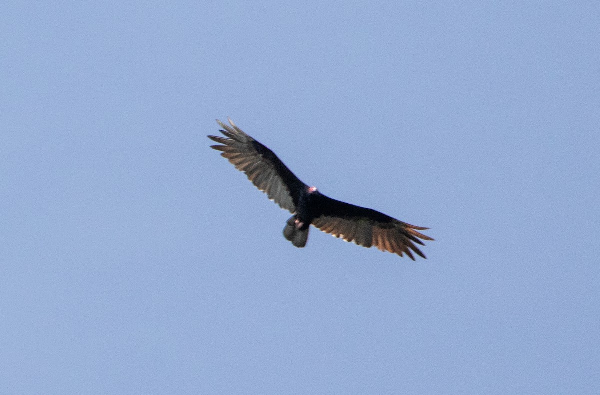 Turkey Vulture - ML139750051