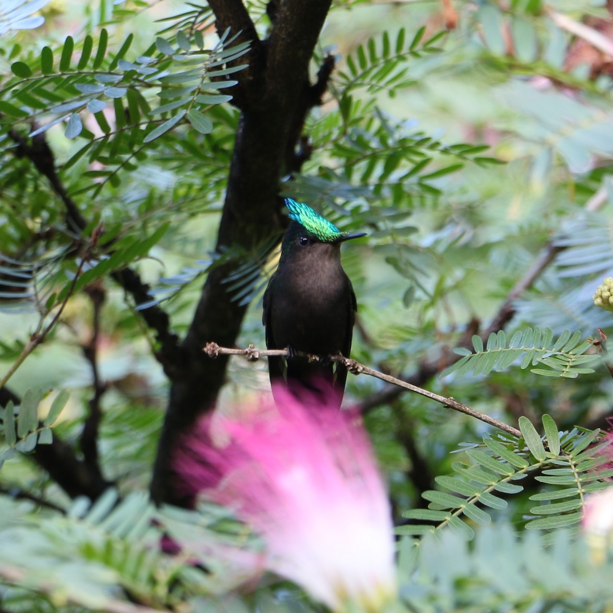 Antillean Crested Hummingbird - Jim Miles