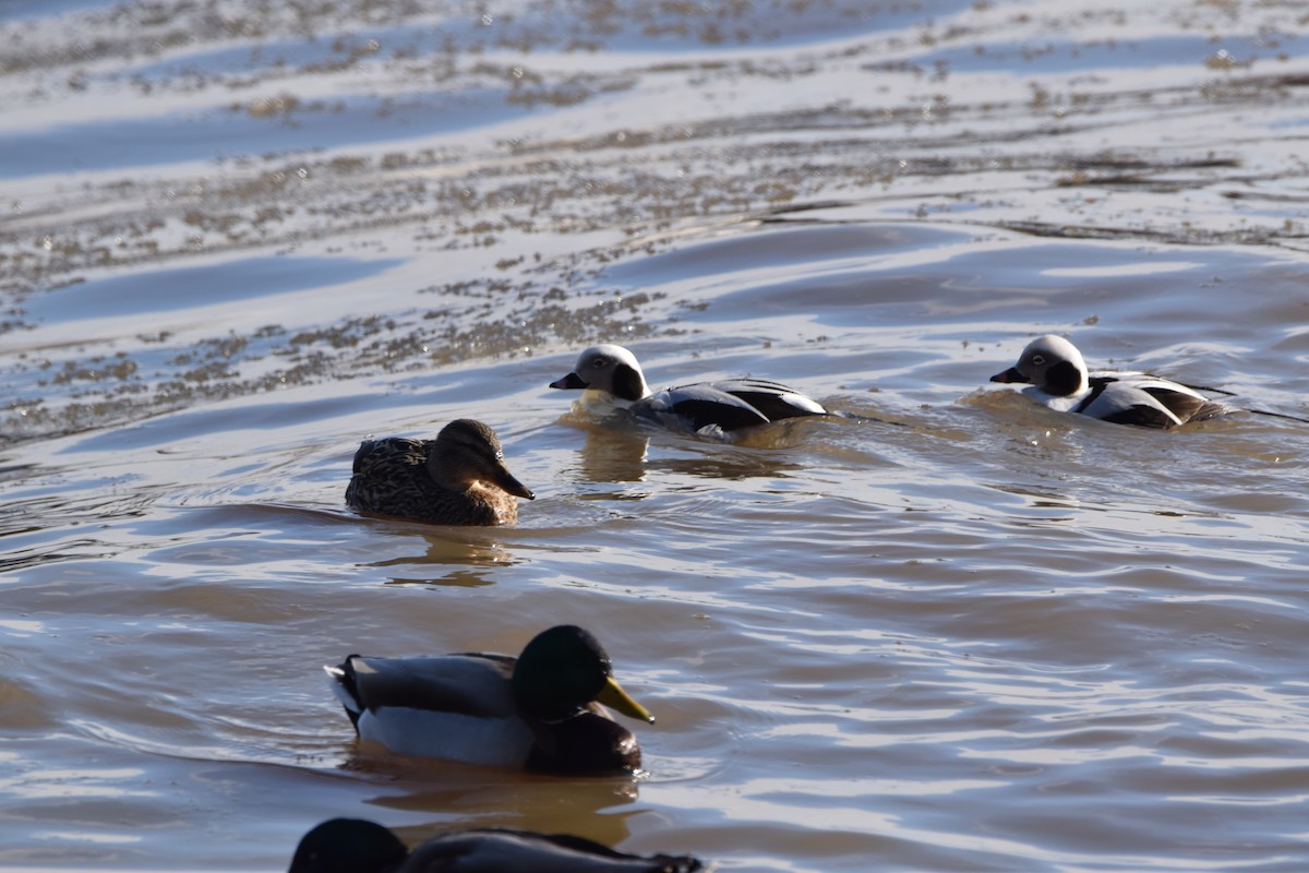 Long-tailed Duck - ML139753831