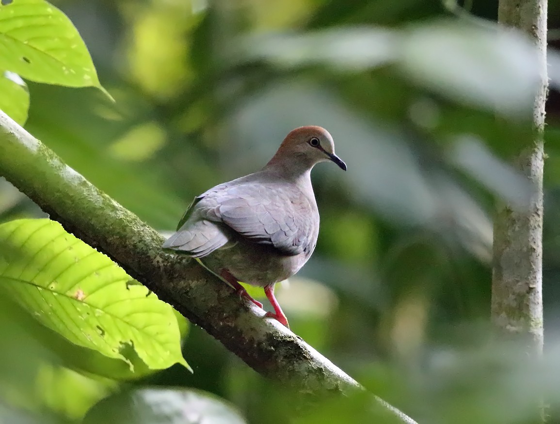 Gray-chested Dove - ML139754181