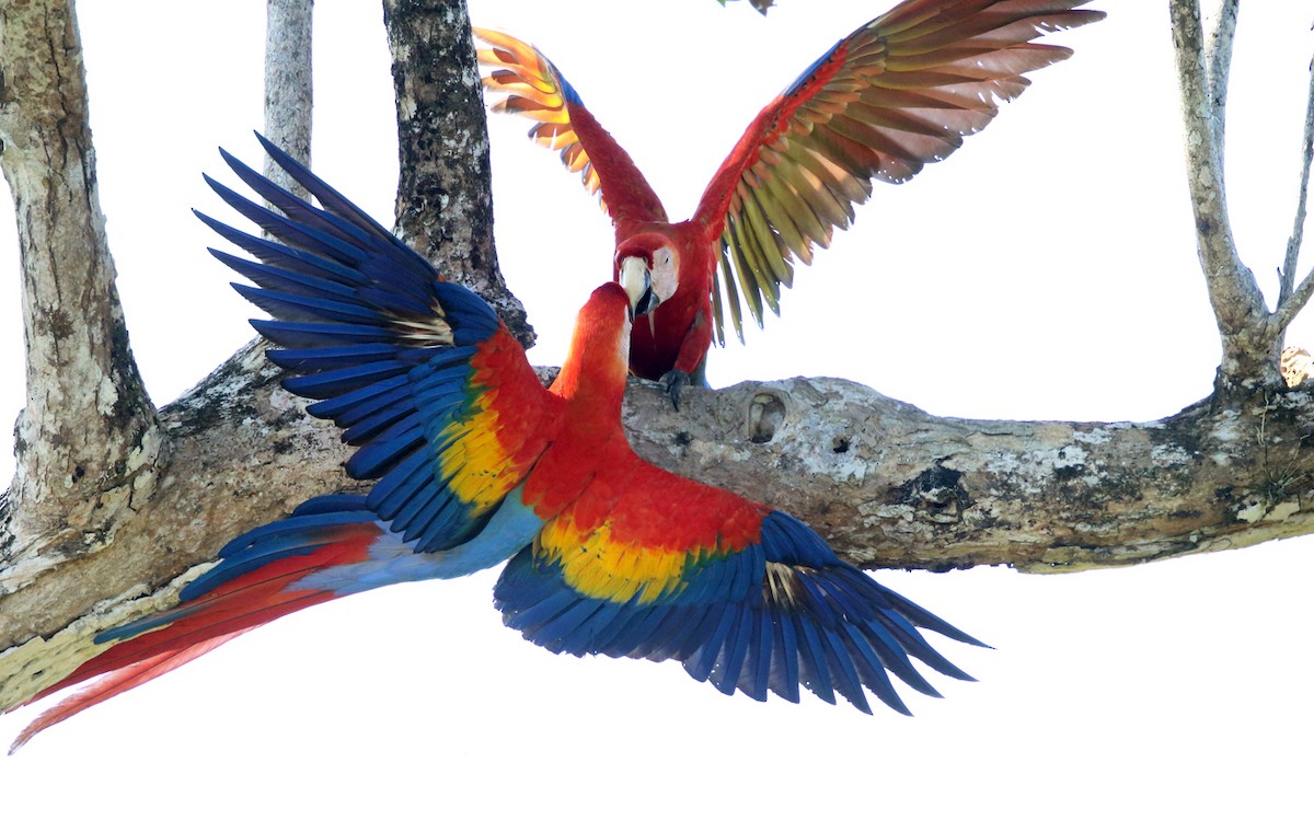 Scarlet Macaw - Tom Murray