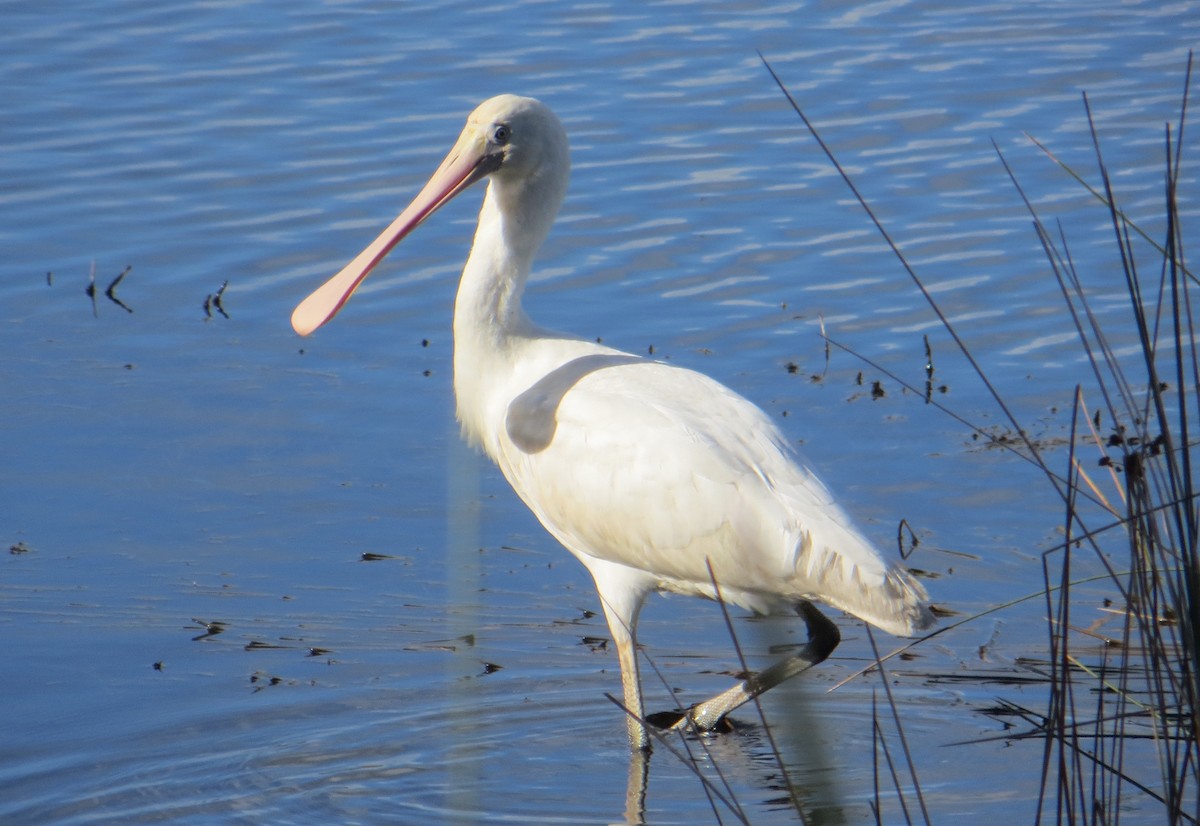 Yellow-billed Spoonbill - Mike Webster