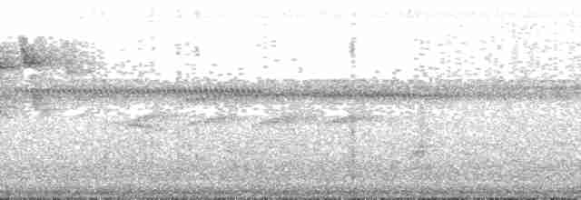 Медовичка фіджійська - ML139757