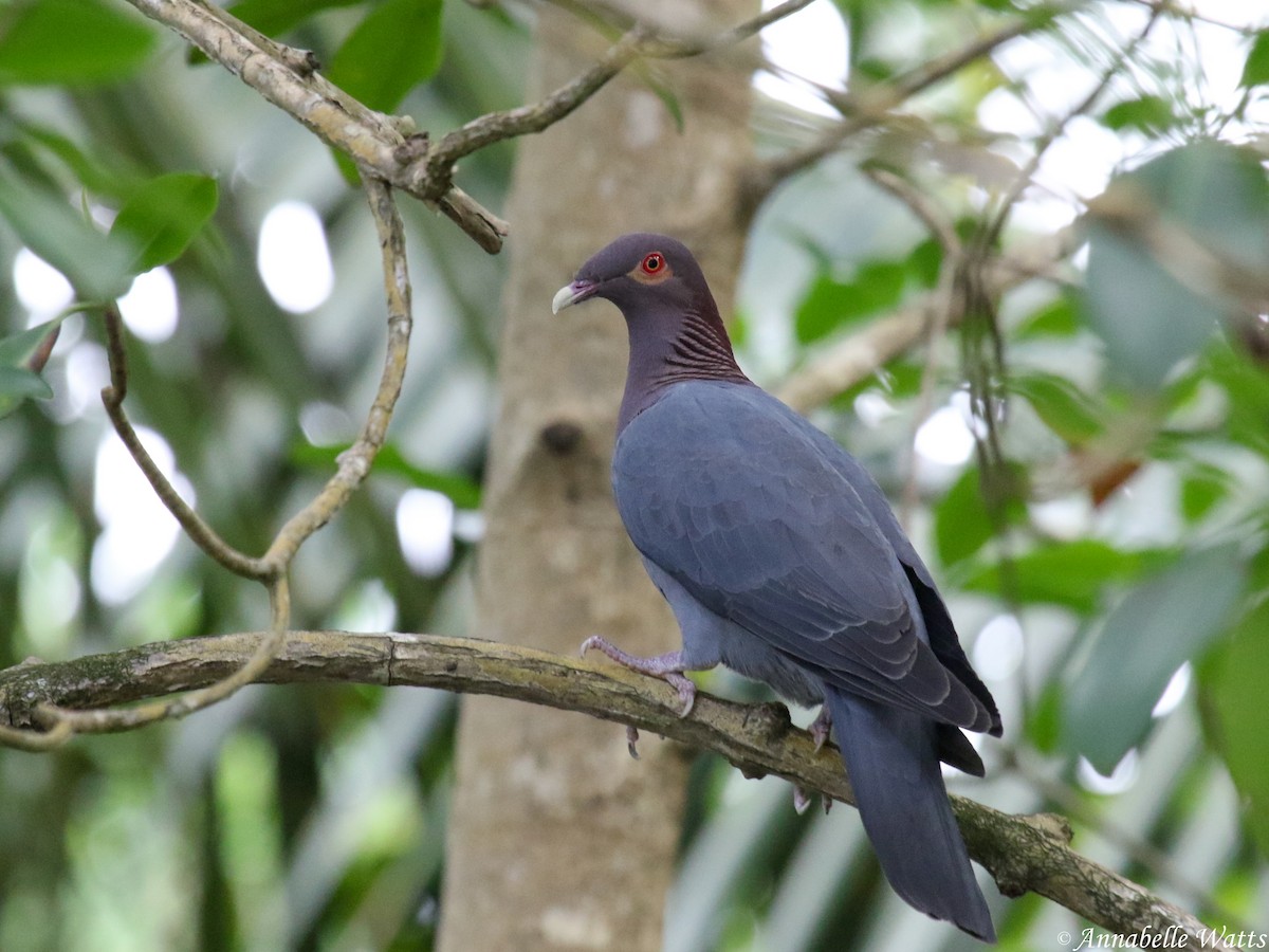 Scaly-naped Pigeon - ML139757241