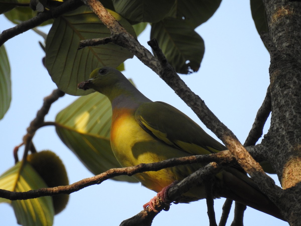 Orange-breasted Green-Pigeon - ML139757541