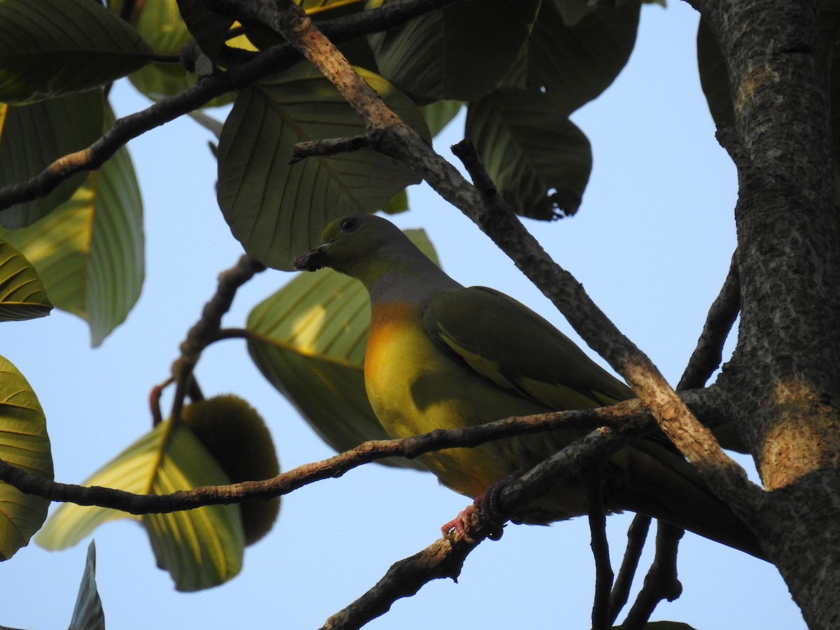 Orange-breasted Green-Pigeon - Ashwin Viswanathan