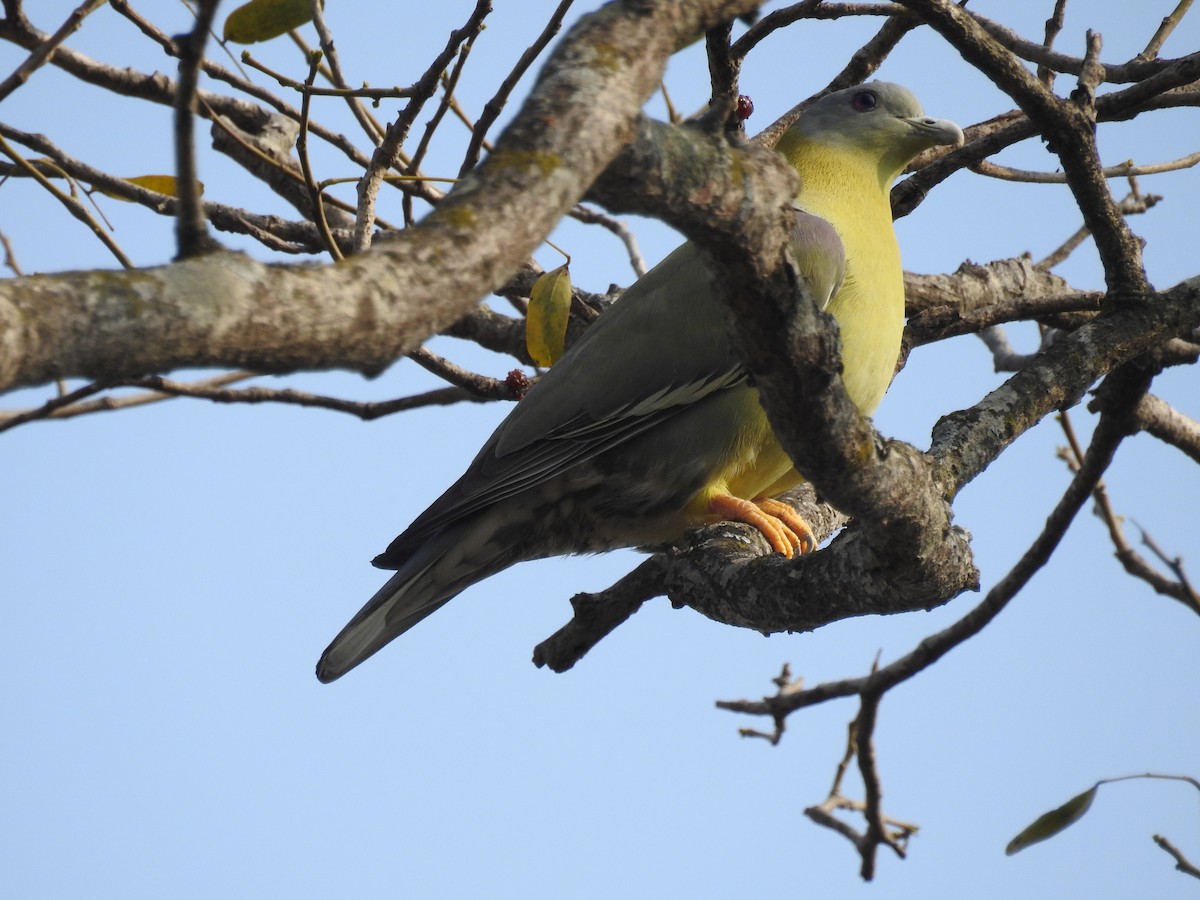 Yellow-footed Green-Pigeon - ML139757631