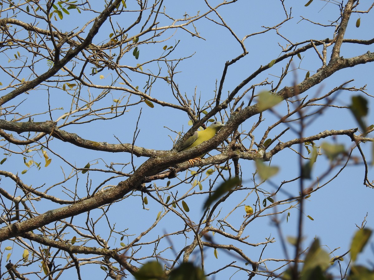 Yellow-footed Green-Pigeon - ML139757641