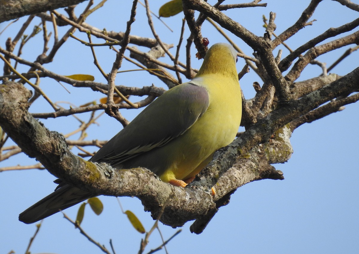 Yellow-footed Green-Pigeon - ML139757671