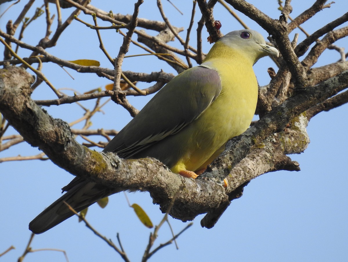 Yellow-footed Green-Pigeon - Ashwin Viswanathan