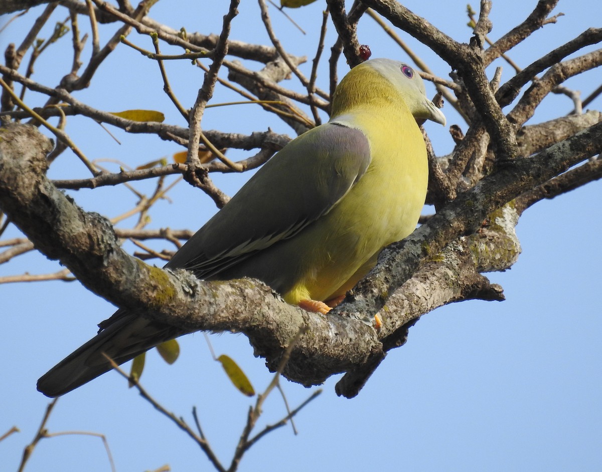 Yellow-footed Green-Pigeon - ML139757711