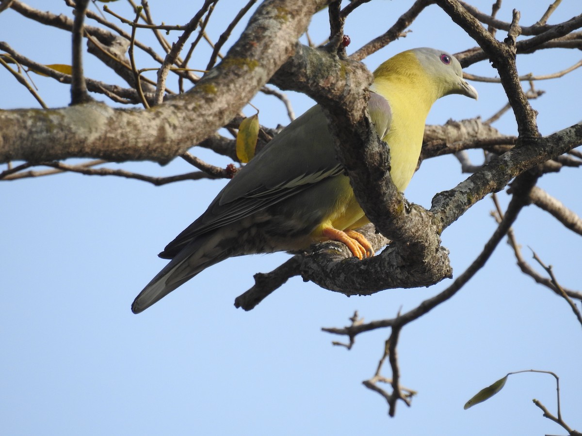 Yellow-footed Green-Pigeon - Ashwin Viswanathan
