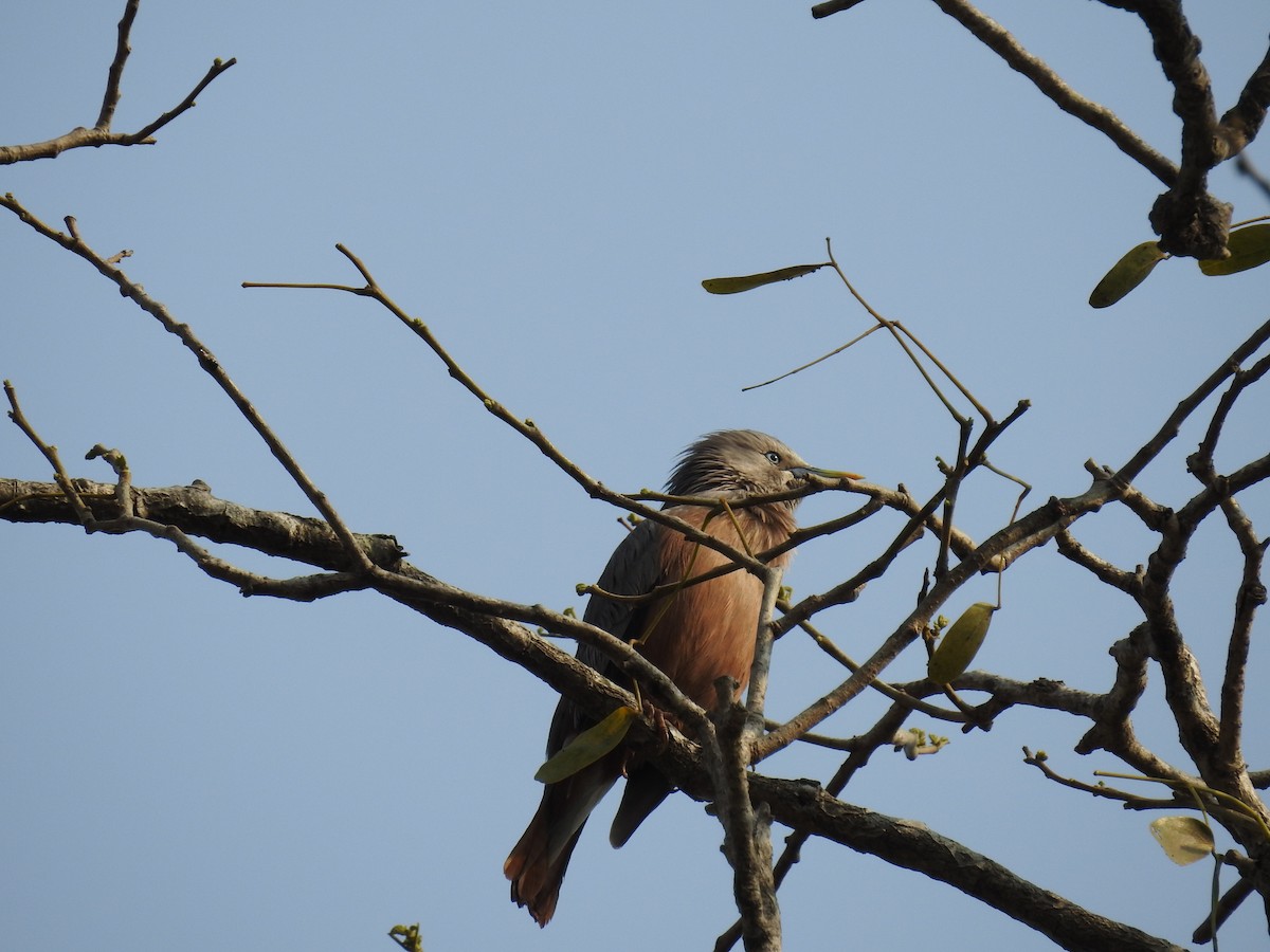 Chestnut-tailed Starling - ML139757931