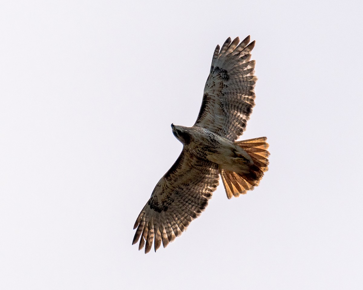 Red-tailed Hawk - Sally Chisholm