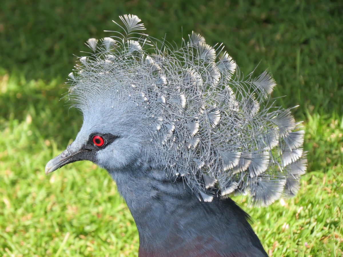 Victoria Crowned-Pigeon - Christian Cholette