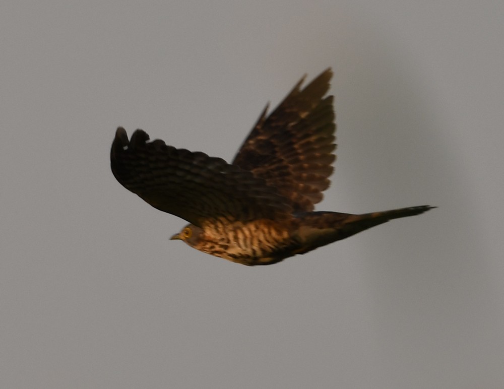 Large Hawk-Cuckoo - David Gandy