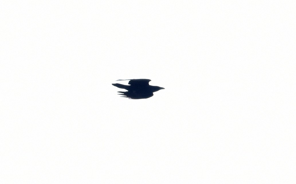 Common Raven - ML139759771