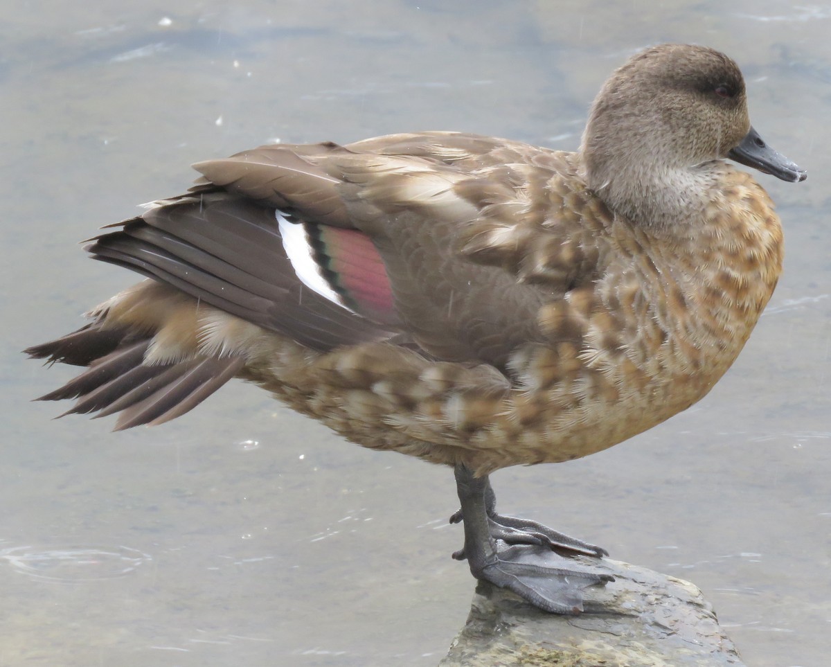 Crested Duck - ML139761311