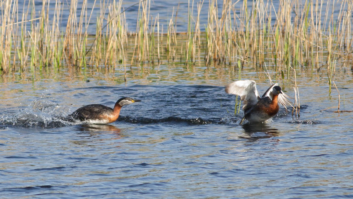 Red-necked Grebe - ML139765971