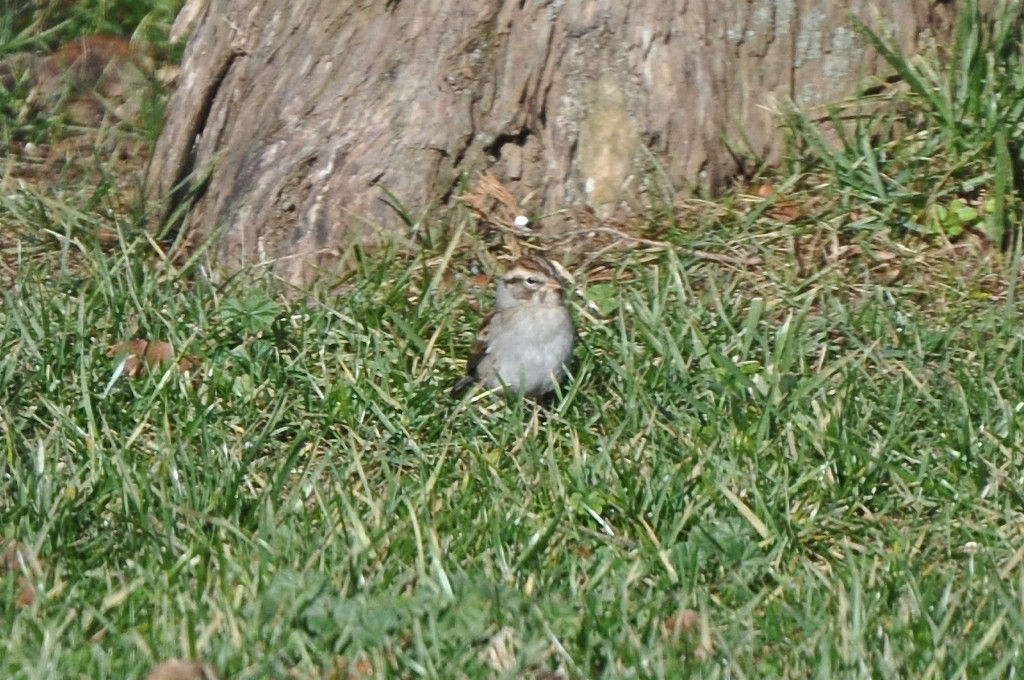 Chipping Sparrow - Sara Burch