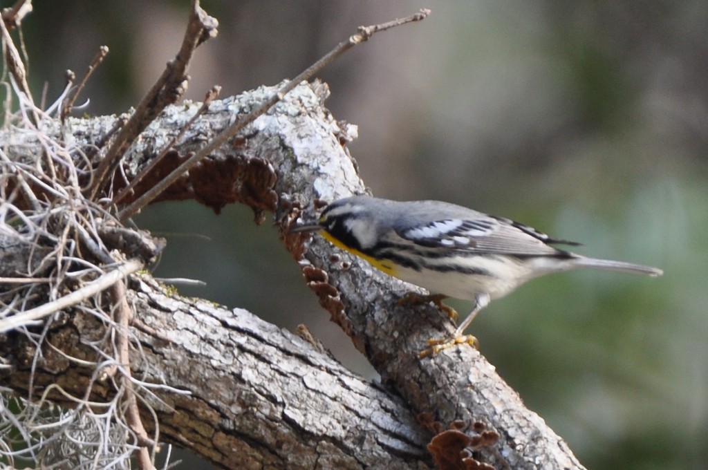Yellow-throated Warbler (dominica/stoddardi) - Sara Burch