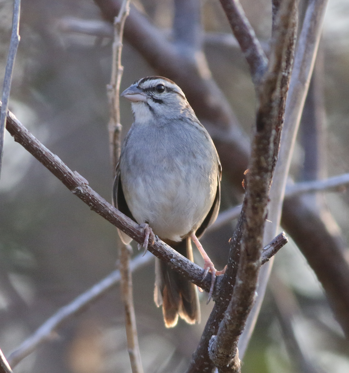 Cinnamon-tailed Sparrow - ML139769631