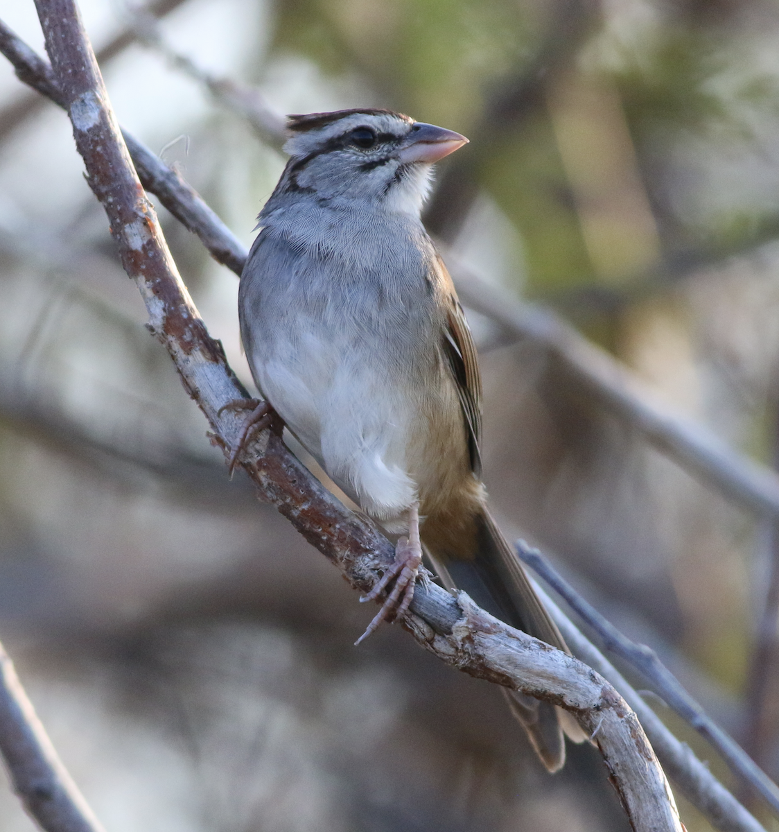Cinnamon-tailed Sparrow - ML139770121