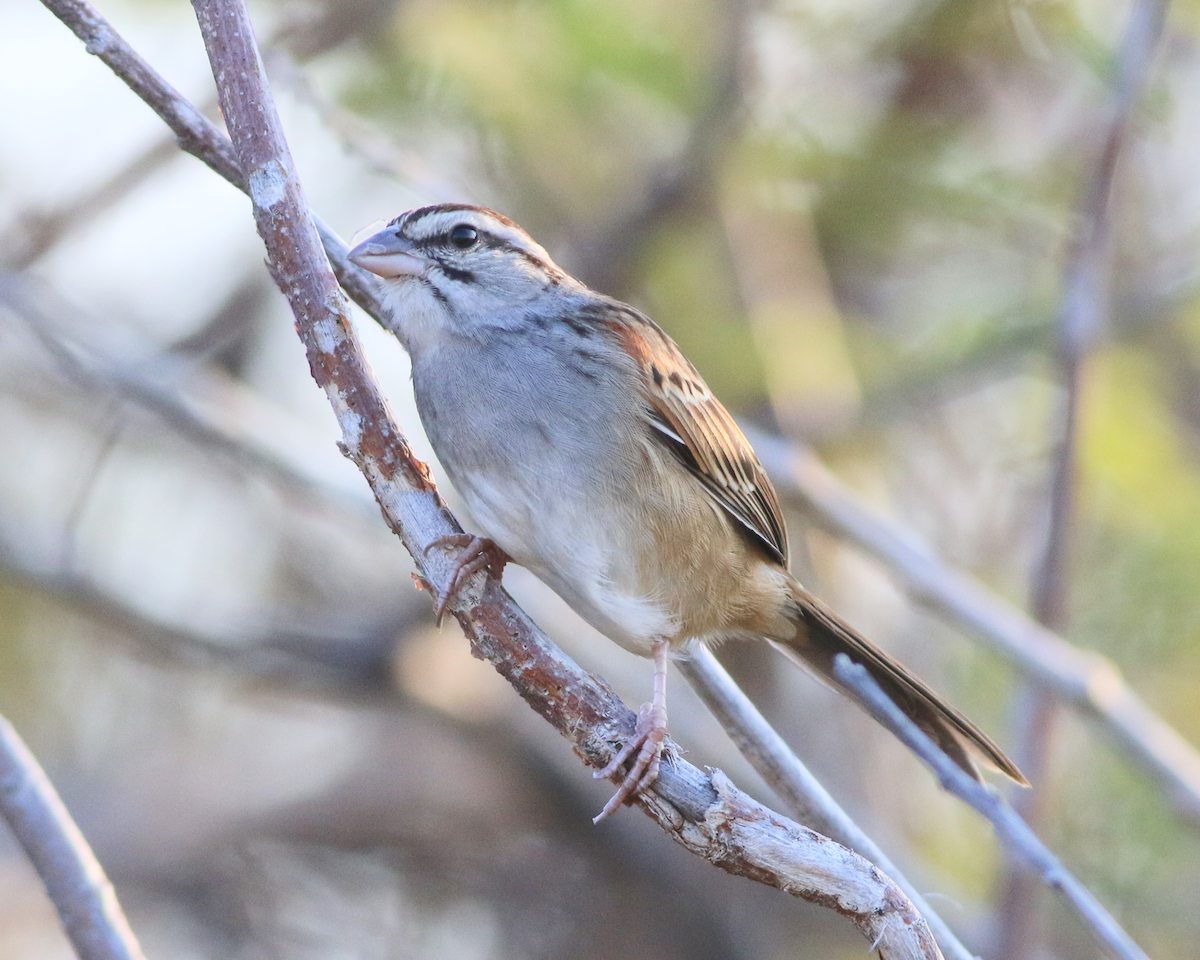 Cinnamon-tailed Sparrow - ML139770521