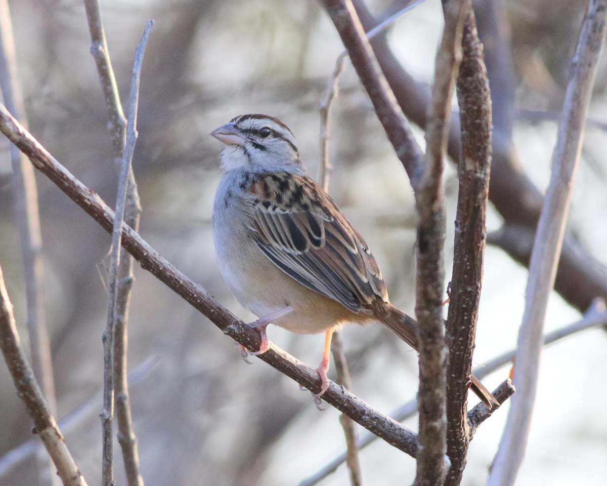 Cinnamon-tailed Sparrow - Lance Benner