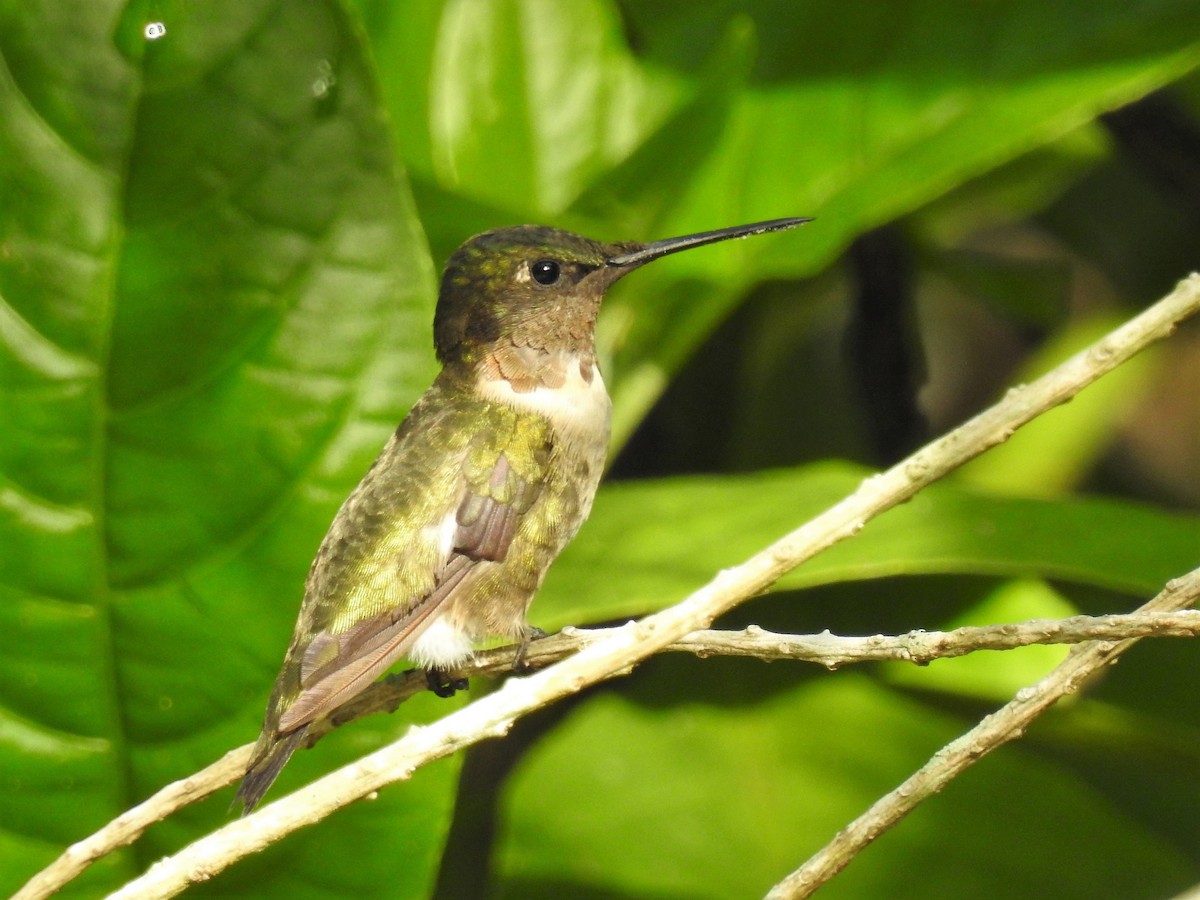 Ruby-throated Hummingbird - ML139771381