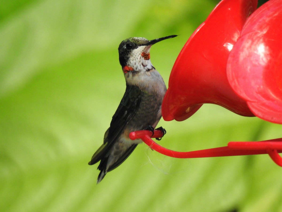 Ruby-throated Hummingbird - ML139771401